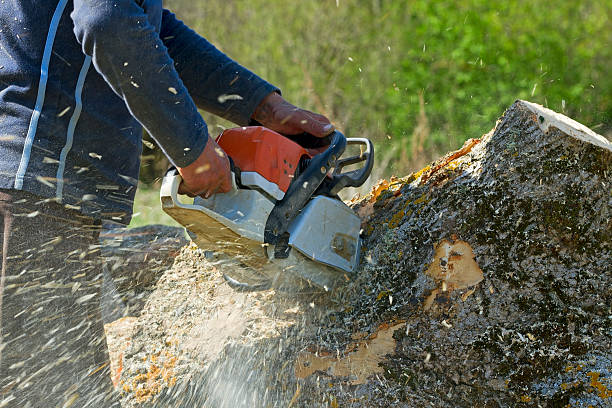 Best Tree Trimming and Pruning  in Jeffersonville, KY